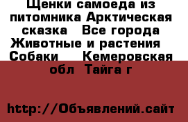 Щенки самоеда из питомника Арктическая сказка - Все города Животные и растения » Собаки   . Кемеровская обл.,Тайга г.